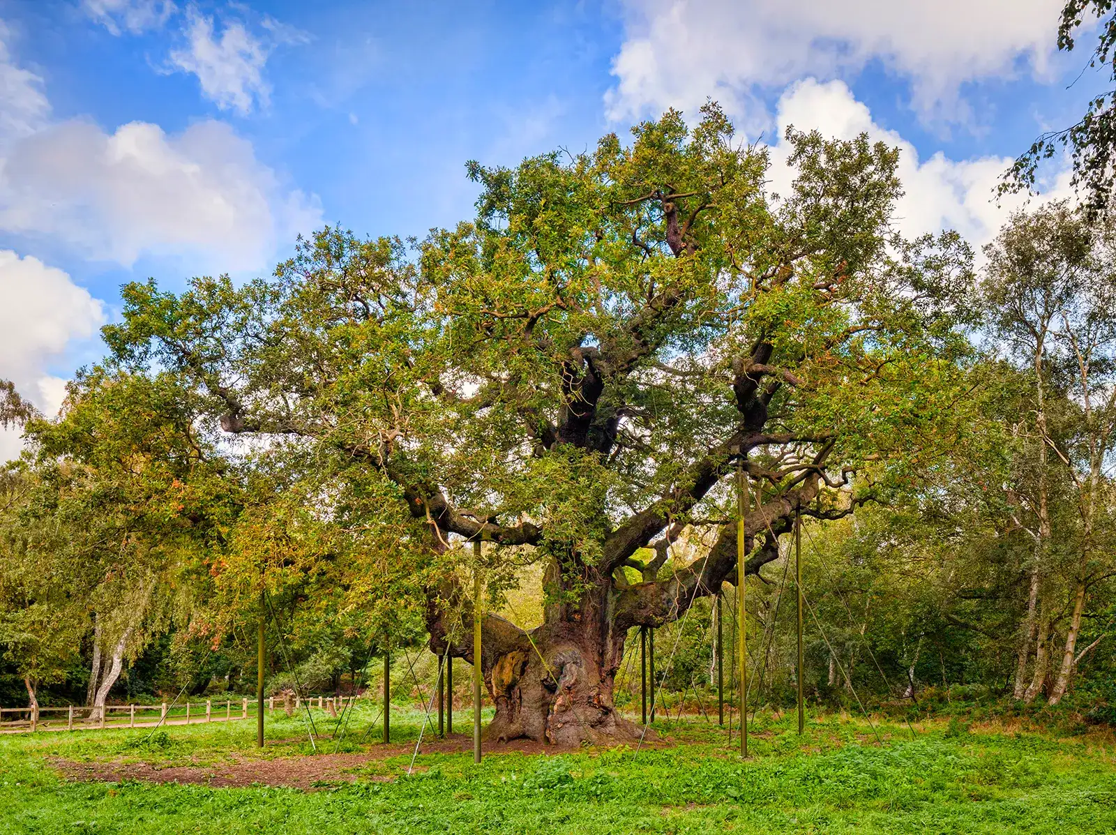 Sherwood Forest – Robin Hood Legend
